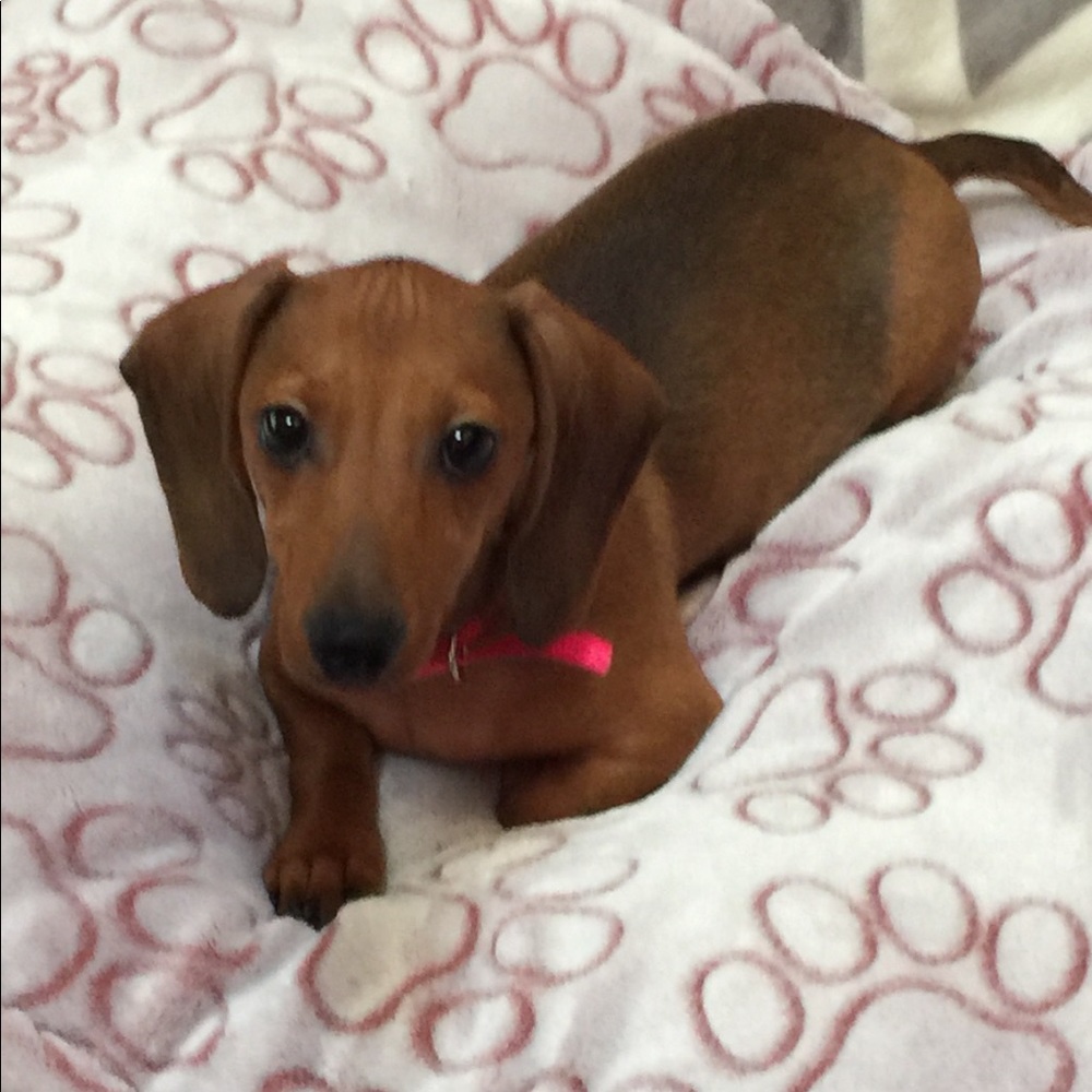 Meet your Posher, Sita